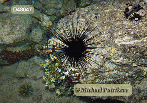Atlantic Long-spined Sea Urchin (Diadema antillarum)
